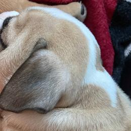 Bulldogs from Pearl's Bulldogs