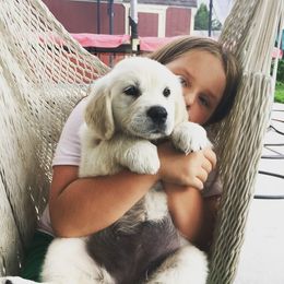 Golden Retriever Puppies from Soul Desire Golden Retrievers