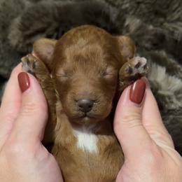 Special Needs Boy Read Ad - Red  male Goldendoodle puppy in Mayfield, Utah from Ruff Country Doodles