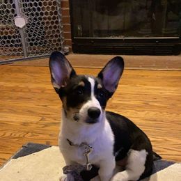 American Corgi and Pembroke Welsh Corgi Puppies from Beebe’s Corgis