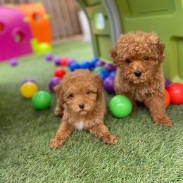 Taco - Red male Maltipoo puppy in San Diego, California from Maltipoos SD