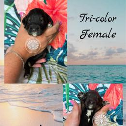 Bali - Tri-color female Bernedoodle puppy in Godwin, North Carolina from Farm Sweet Farm Doodles