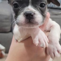 French Bulldogs from Prime_Frenchies