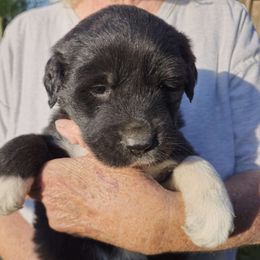 Girl# 1 - Black German Shepherd puppy in Wright County, Missouri from The Old Red Barn Kennel