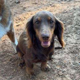 Sally - Dachshund