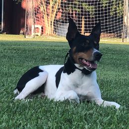 Mambeau - Rat Terrier