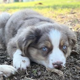 Copper - Red merle male Miniature Australian Shepherd puppy in Granbury, Texas from Jubilee Acres