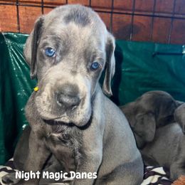 Yellow ribbon blue boy - Blue male Great Dane puppy in Georgia from Night Magic Danes