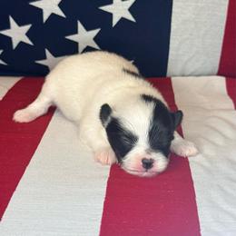 Ham - Black parti male Pomeranian puppy in Lexington, Oklahoma from BooneDox Miniature Dachshunds