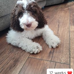 Poodle Puppies from Dogtastic Kennels