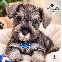 MaxWell - Salt and pepper male Miniature Schnauzer puppy in Deltona, Florida from LIZ FANCY SCHNAUZERS