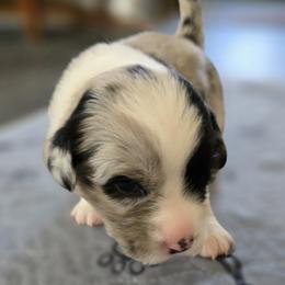 Cardigan Welsh Corgi Puppies from Savage Family Farm