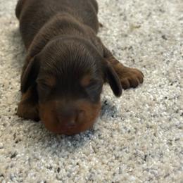 Toby - Chocolate and tan male Dachshund puppy in Hardy, Arkansas from Tracy's Dachshunds