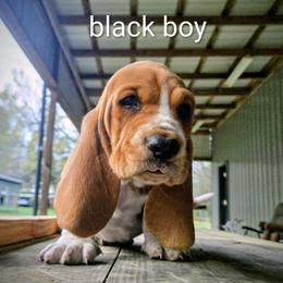 Basset Hound Puppies from Walkers Catuna Bassett Hounds