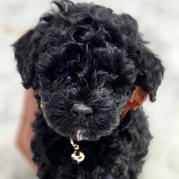 Snoopy - Black male Bernedoodle puppy in Vernon, Texas from Sugarland's Texas Goldendoodles