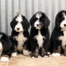 Bernedoodles from Little Fur Friends Bernedoodles