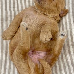 Boy 3250 free delivery - Apricot male Goldendoodle puppy in Mayfield, Utah from Ruff Country Doodles