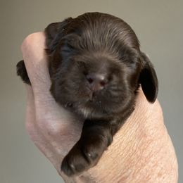 Nestle - Brown male Cocker Spaniel puppy in Sautee Nacoochee, Georgia from Candy's Cockers