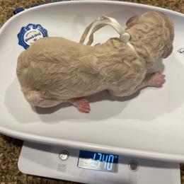 Aruba - White female Poodle puppy in Mobile, Alabama from Semmy’s Standard Poodle LLC