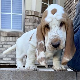 Basset Hounds from The Lowlife Basset Hounds