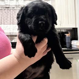 Black girl - Black female Labrador Retriever puppy in California from SandStorm Labradors