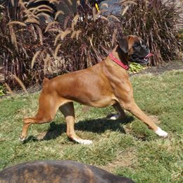 Karma - Boxer