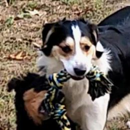 English Shepherds from Damato's English Shepherds