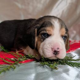 Sir Kay - Black tan and white male Beagle puppy in Colville, Washington from Rosehaven Homestead