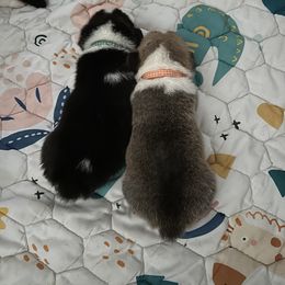 Pembroke Welsh Corgi Puppies from Temperance Farm Corgis