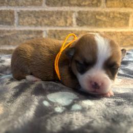 Orange collar male - Sable male Pembroke Welsh Corgi puppy in Mcarthur, Ohio from Bentley Corgis LLC