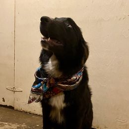 Jewel - Black & white female Australian Shepherd puppy in Pikeville, Tennessee from Rock Solid Ranch