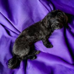 Poppy - Havanese