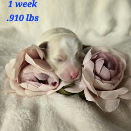 Zelli - Cream female Havanese puppy in Trinity, Alabama from Tooties Cuties Havanese