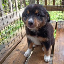 Willow (Pink collar) - Black tri-color female Australian Shepherd puppy in Okeechobee, Florida from Rothsolid Aussies