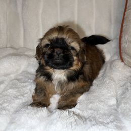 Girl 3 - Brindle Shih Tzu puppy in Bakersfield, California from Little pumpkin Shih Tzu’s