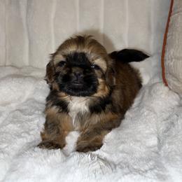 Girl 3 - Brindle Shih Tzu puppy in Bakersfield, California from Little pumpkin Shih Tzu’s