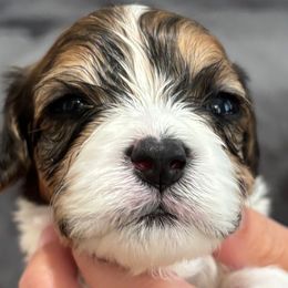 Aster - Sable and white male Cavachon puppy in Awendaw, South Carolina from LierChonPoo