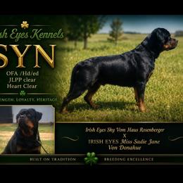 Syn - Rottweiler