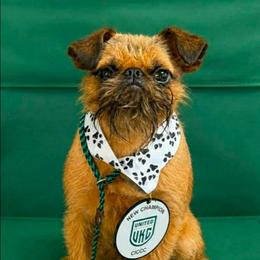 Marko - Brussels Griffon