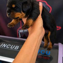Brown boy - Black and mahogany male Rottweiler puppy in Lake City, Florida from Haus Der Wut Kennels