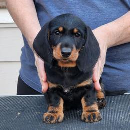 Veeza - Black and tan female Dachshund puppy in Elk (Spokane), Washington from Baledwr Kennels
