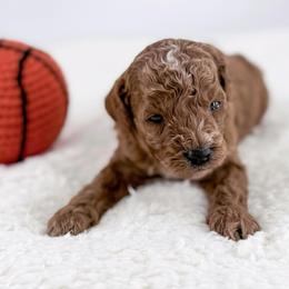 Hoops - Red  male Goldendoodle puppy in Jamestown, Kentucky from Milk & Honey Doodles