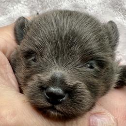 Blue Sable with White mismark 3wks - Blue sable male Pomeranian puppy in Madison, Ohio from PawSitive Therapy Pomeranians