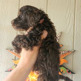 April - Brown female Poodle puppy in Coarsegold, California from Love Chocolate Poodles