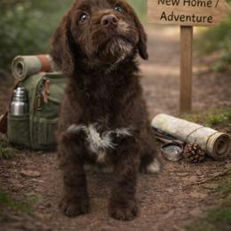 Nancy Wheeler - Chocolate merle female Bernedoodle puppy in Bennett, Colorado from Darling Paws, LLC