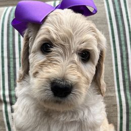 Girl 2 - Goldendoodle puppy in St. Lucie, Florida from A Doodle Life, LLC