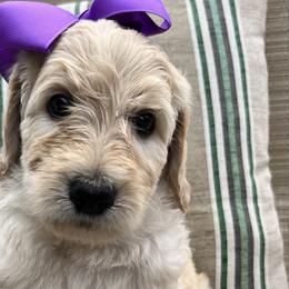 Girl 2 - Goldendoodle puppy in St. Lucie, Florida from A Doodle Life, LLC