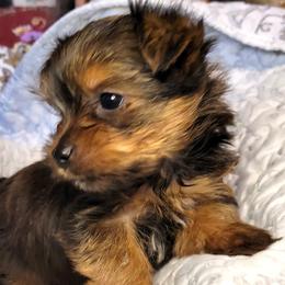 Yorkshire Terrier puppies from Kim's Yorkshire Terriers