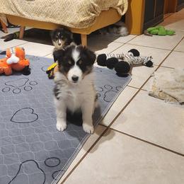 Natchez Grace - Black white and tan female Shetland Sheepdog puppy in Memphis, Tennessee from Ambrozia Kennels