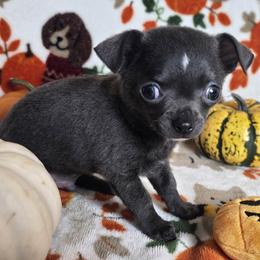 Prince - Blue male Chihuahua puppy in Plainfield, Indiana from Abby's Pampered Pooches